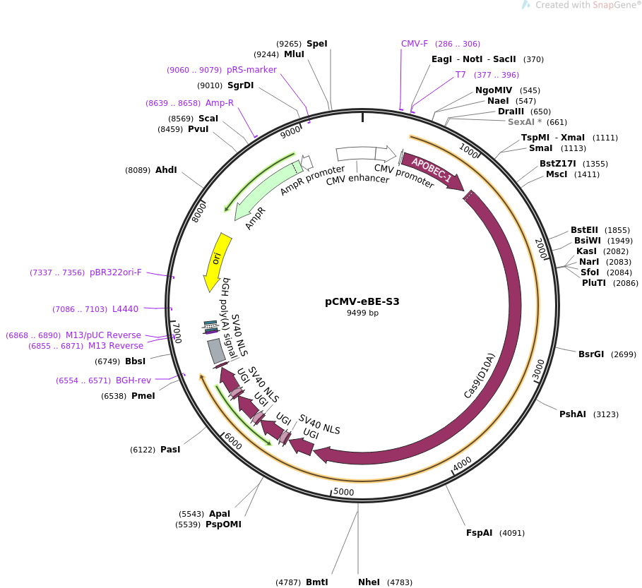 pCMV-eBE-S3载体图谱