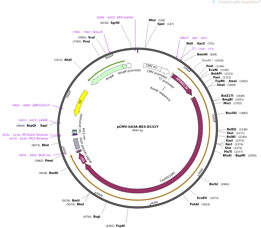 pCMV-hA3A-BE3-D131Y载体图谱