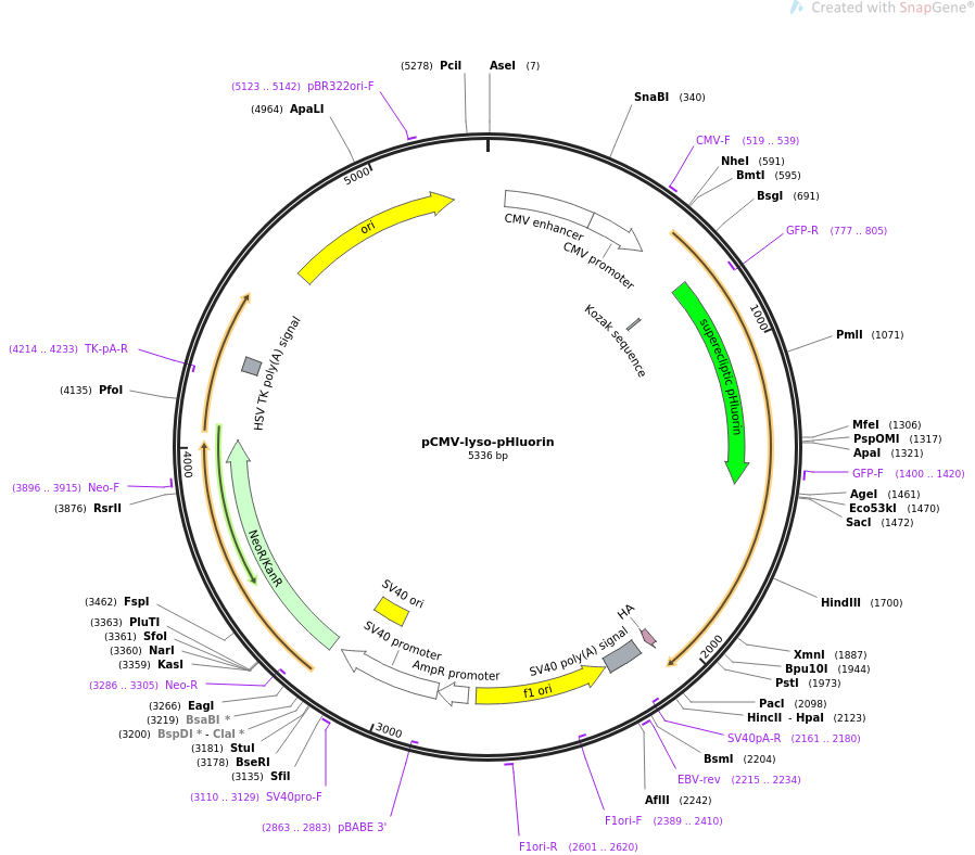 pCMV-lyso-pHluorin质粒图谱