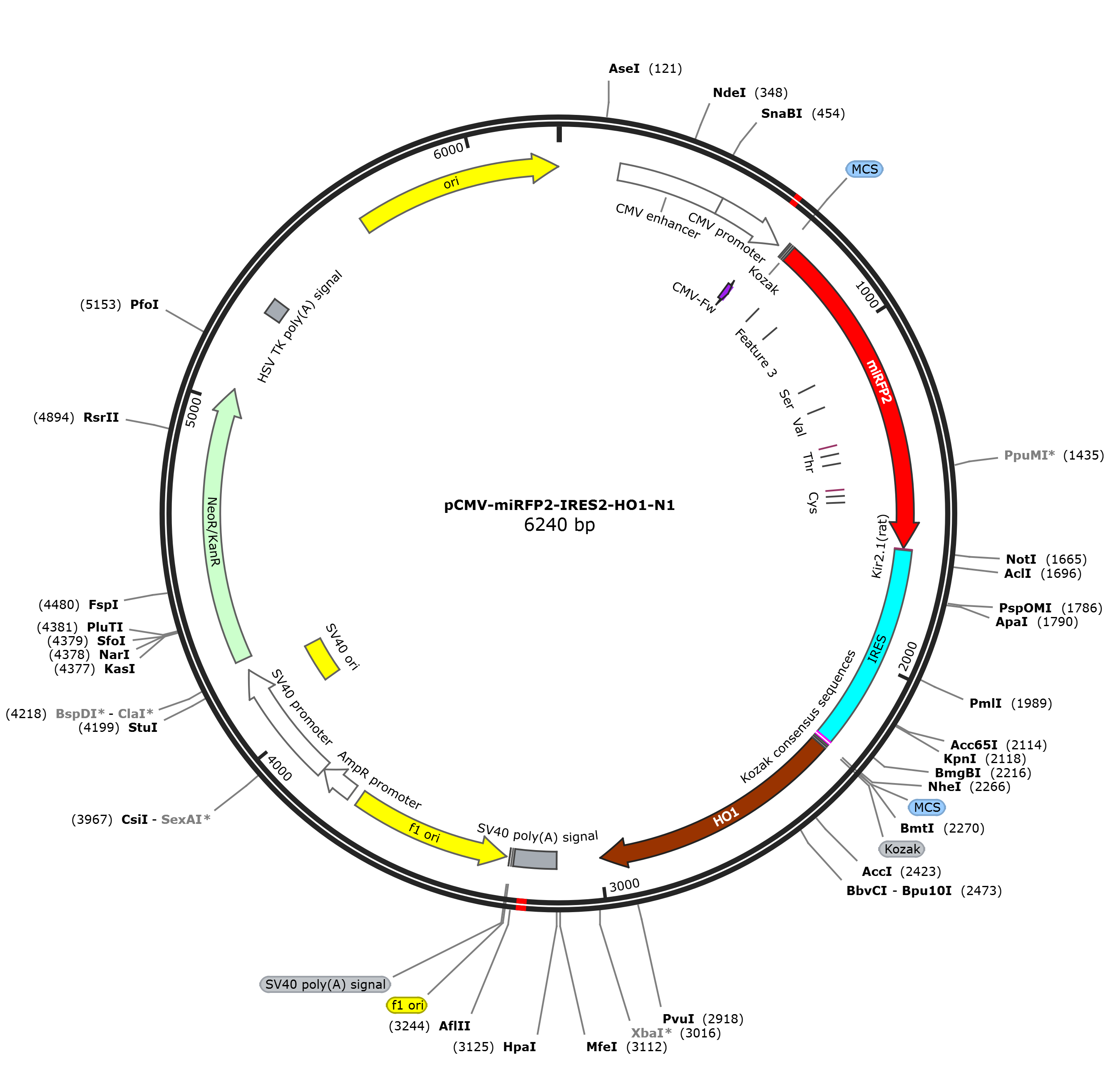 pCMV-miRFP2-IRES2-HO1-N1载体图谱
