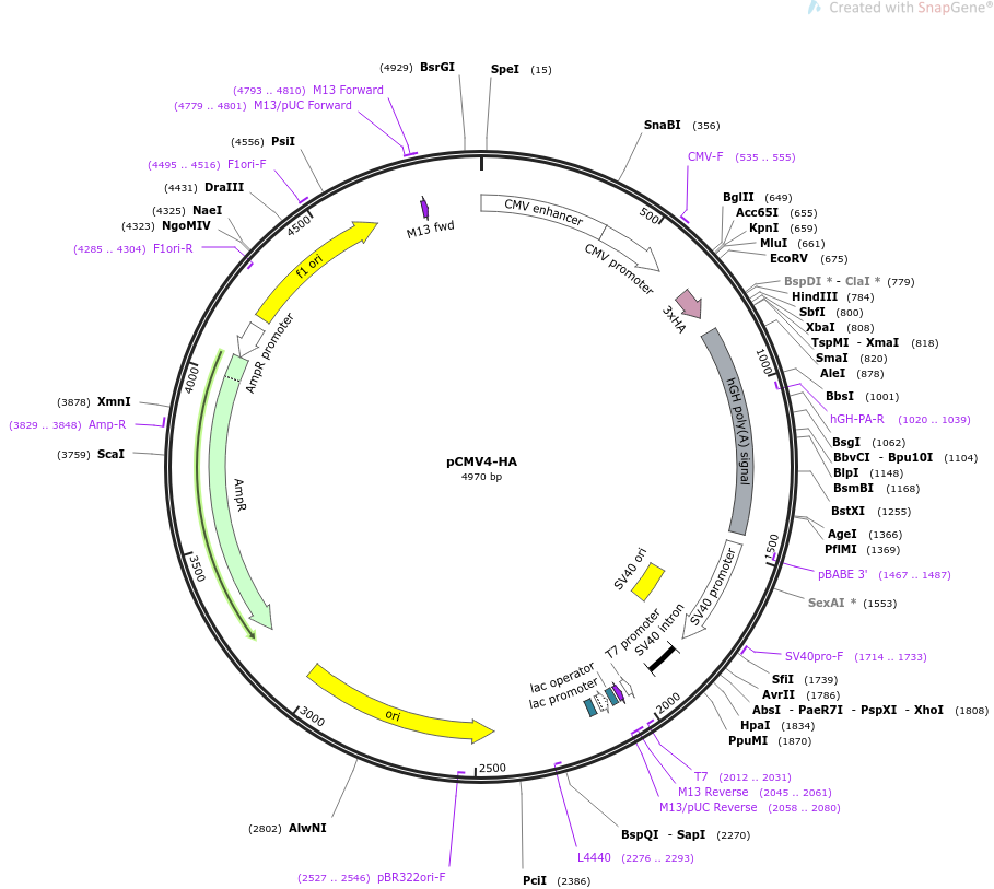 pCMV4-HA载体图谱