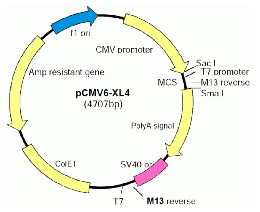 pCMV6-XL4载体图谱
