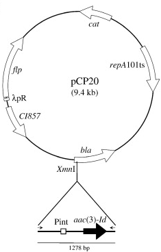 pCP20载体图谱