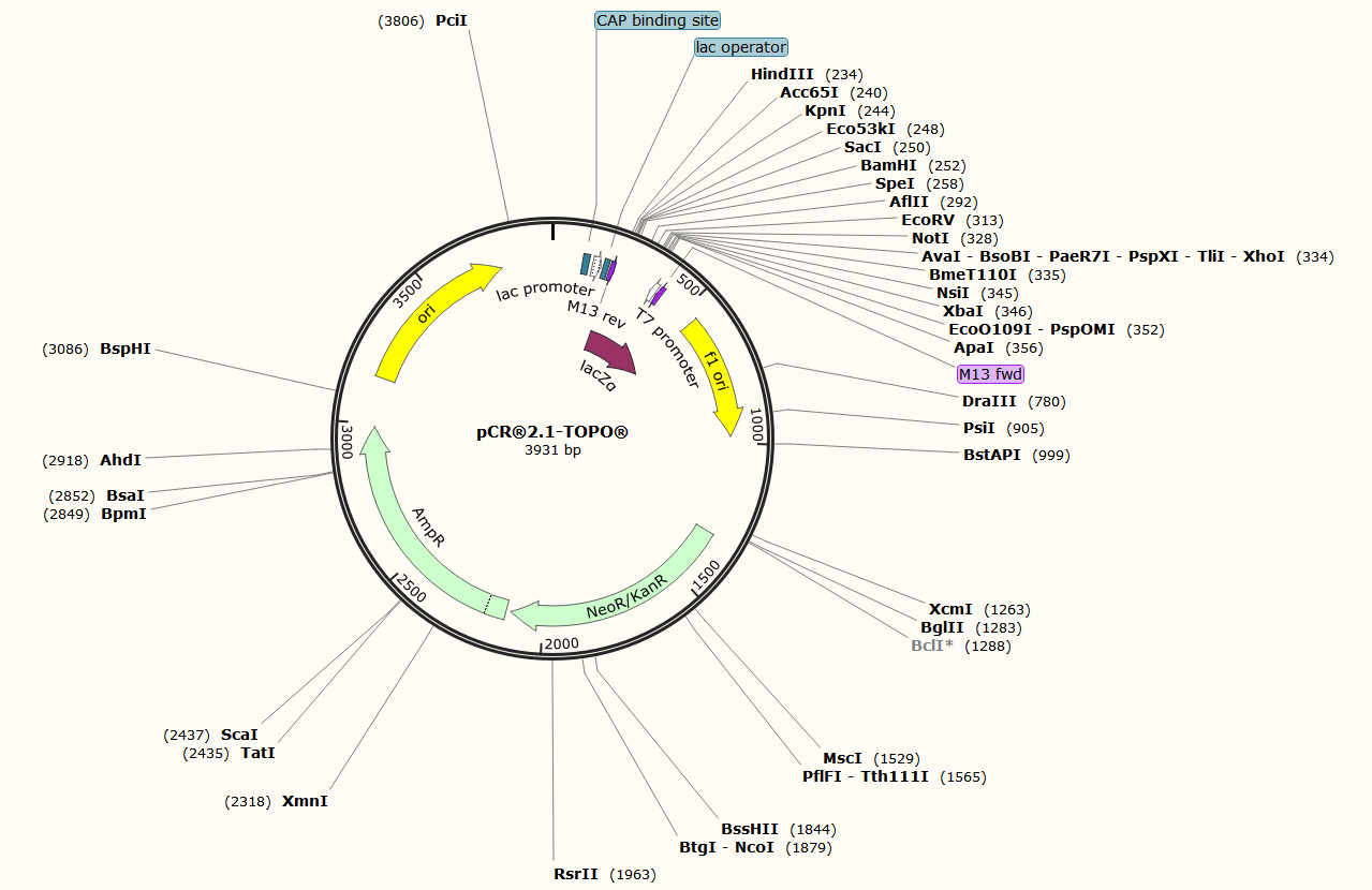 pCR2.1-TOPO载体图谱