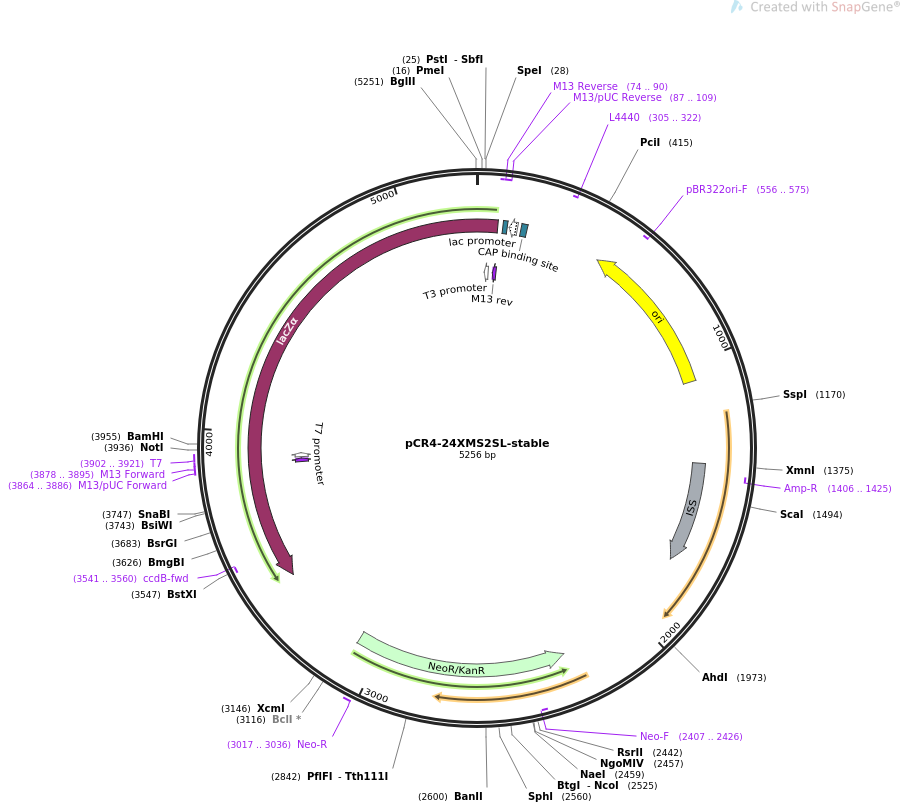 pCR4-24XMS2SL-stable质粒图谱