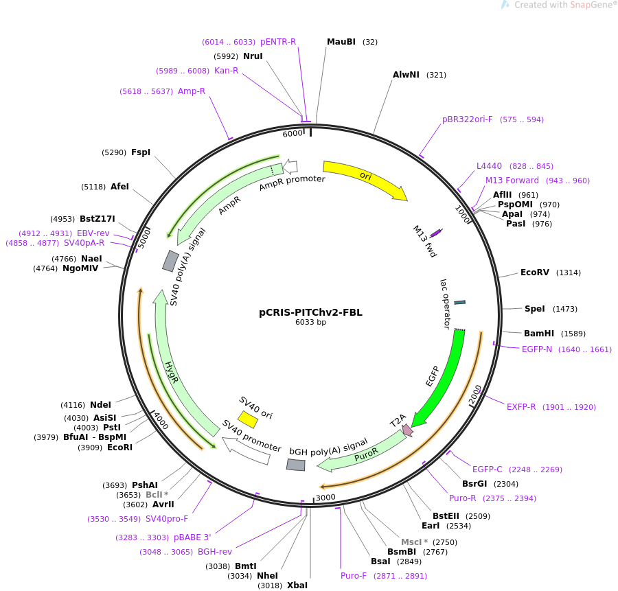 pCRIS-PITChv2-FBL质粒图谱