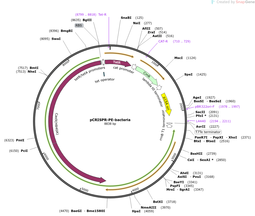 pCRISPR-PE-bacteria载体图谱