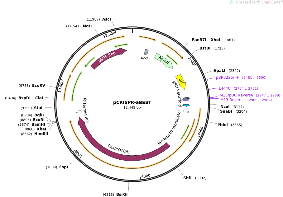 pCRISPR-aBEST载体图谱