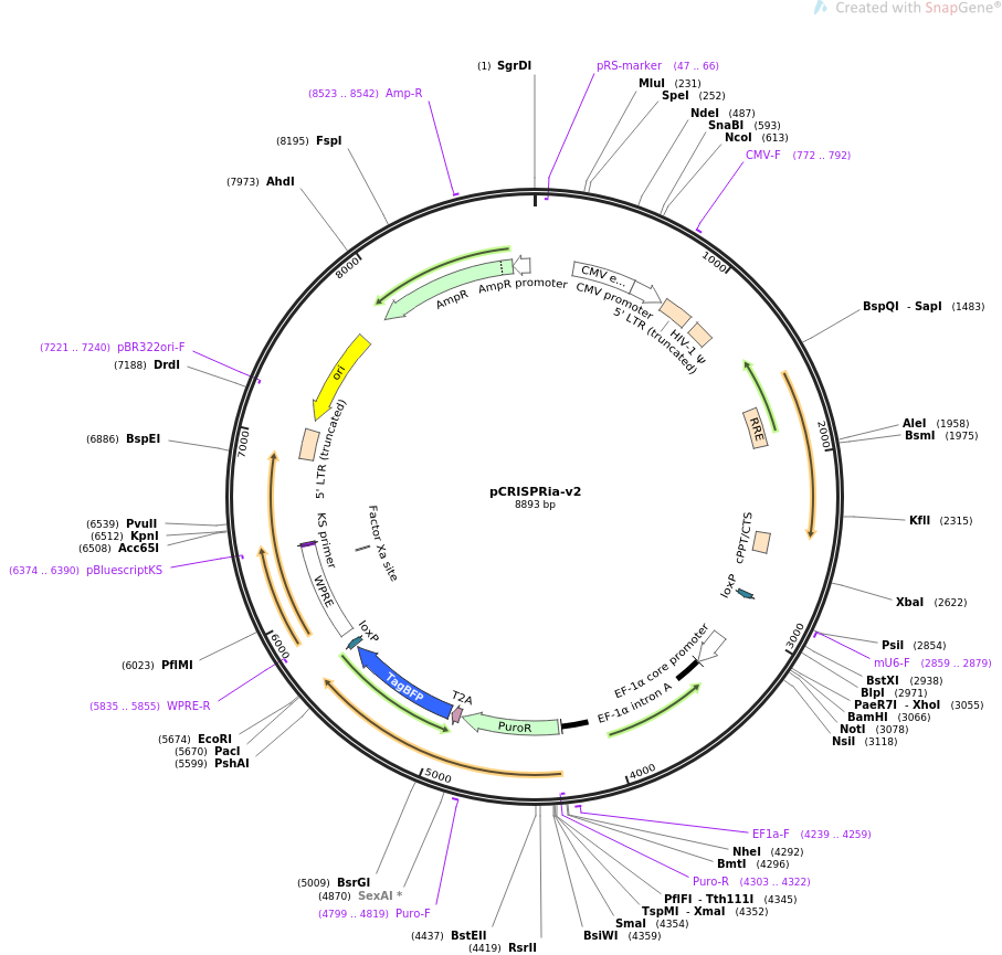 pCRISPRia-v2质粒图谱