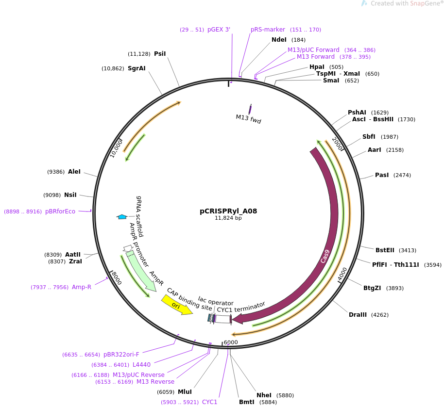 pCRISPRyl_A08质粒图谱