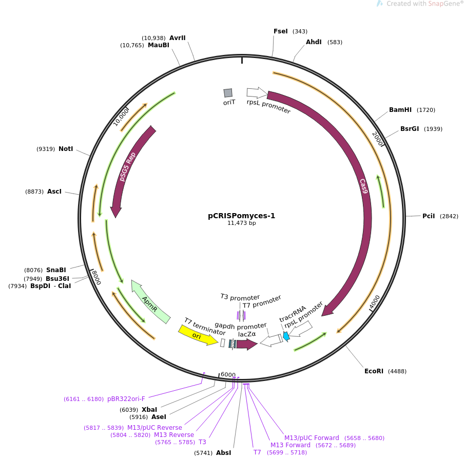 pCRISPomyces-1质粒图谱