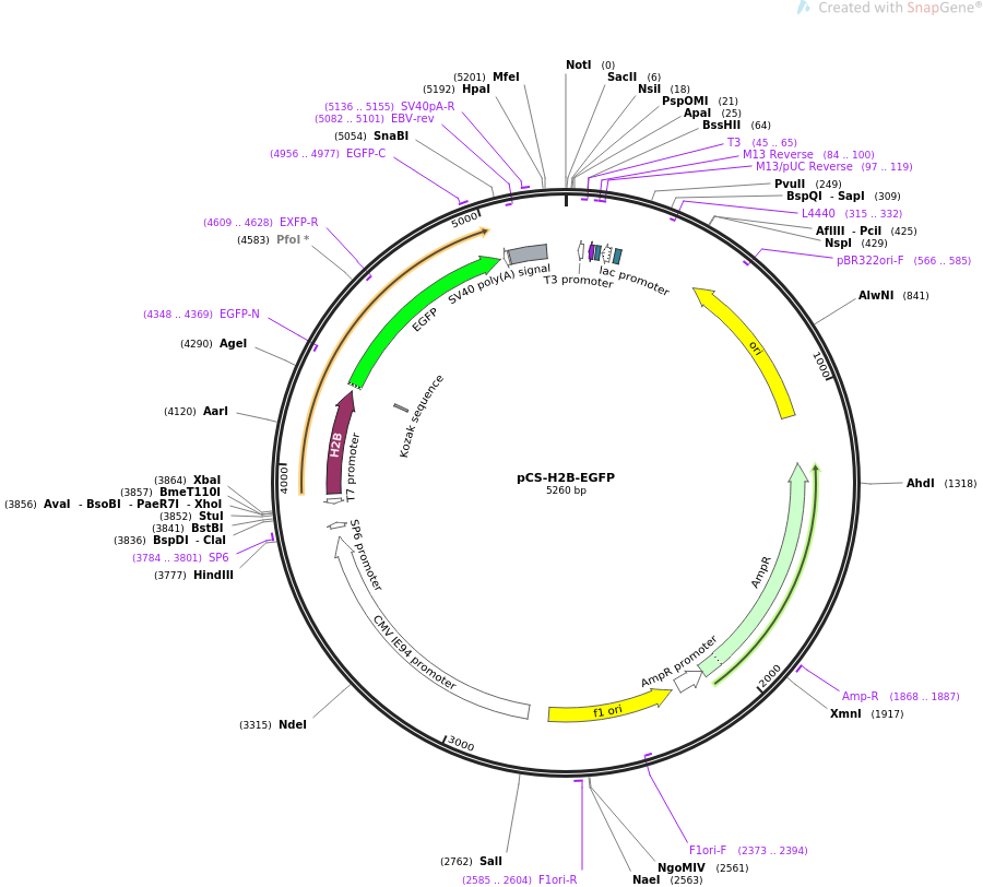 pCS-H2B-EGFP质粒图谱