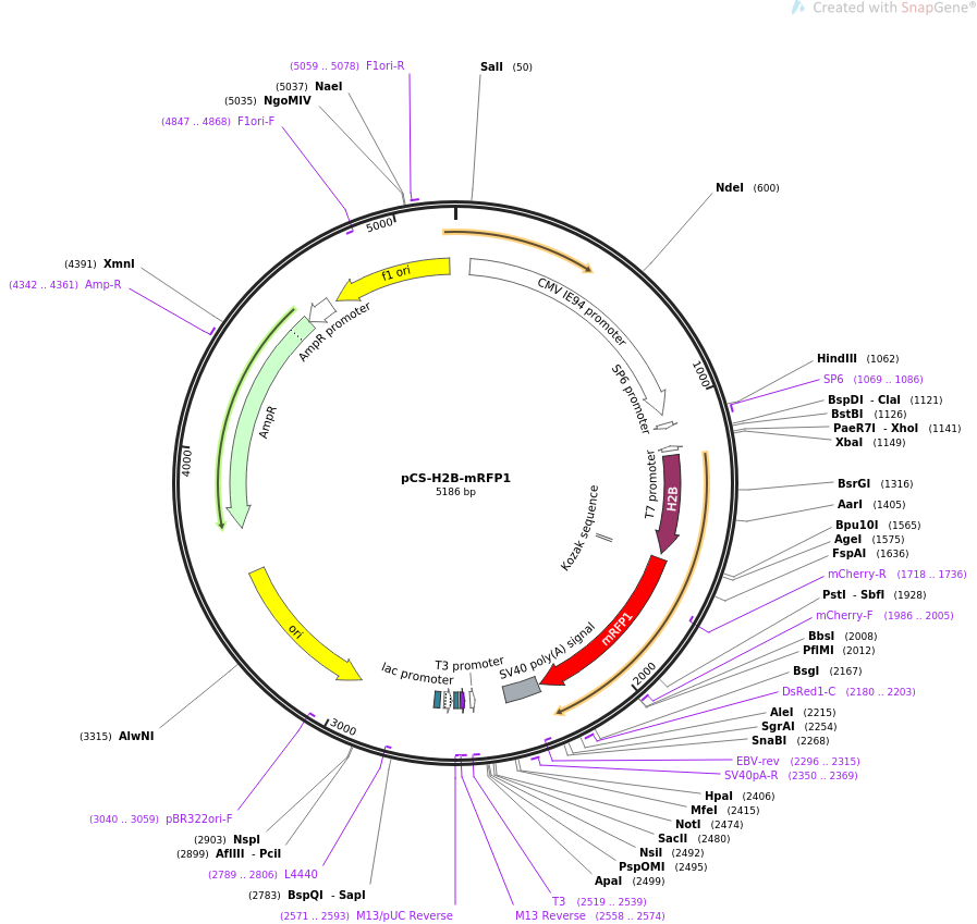 pCS-H2B-mRFP1质粒图谱