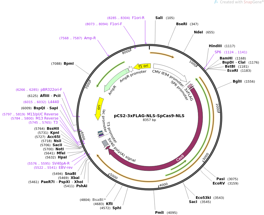 pCS2-3xFLAG-NLS-SpCas9-NLS质粒图谱