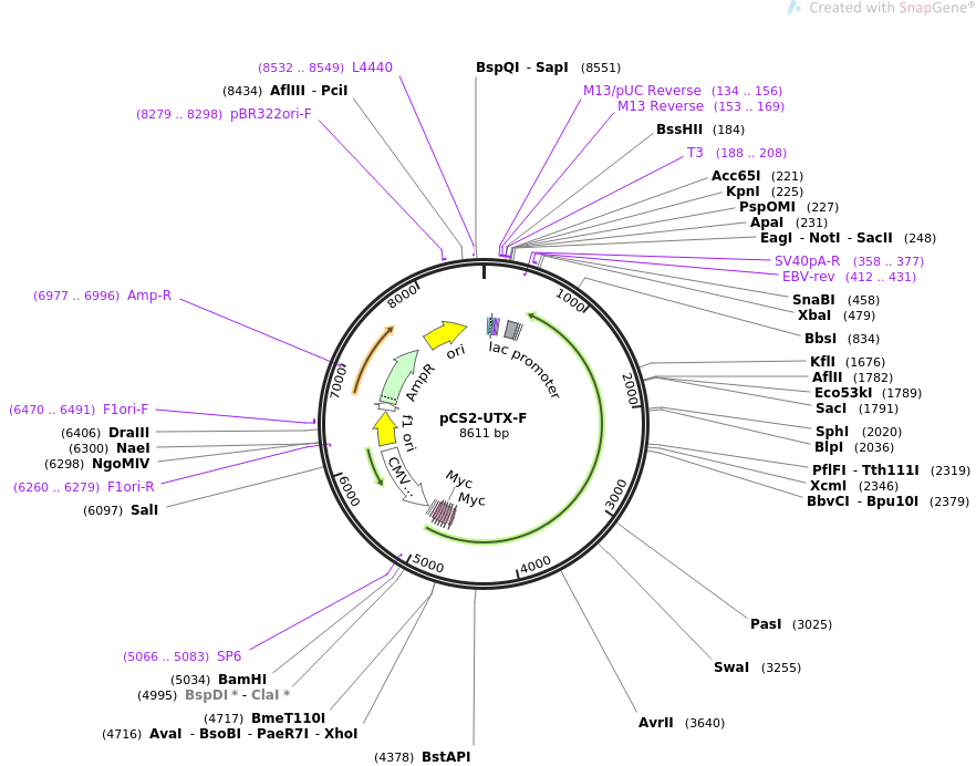 pCS2-UTX-F质粒图谱