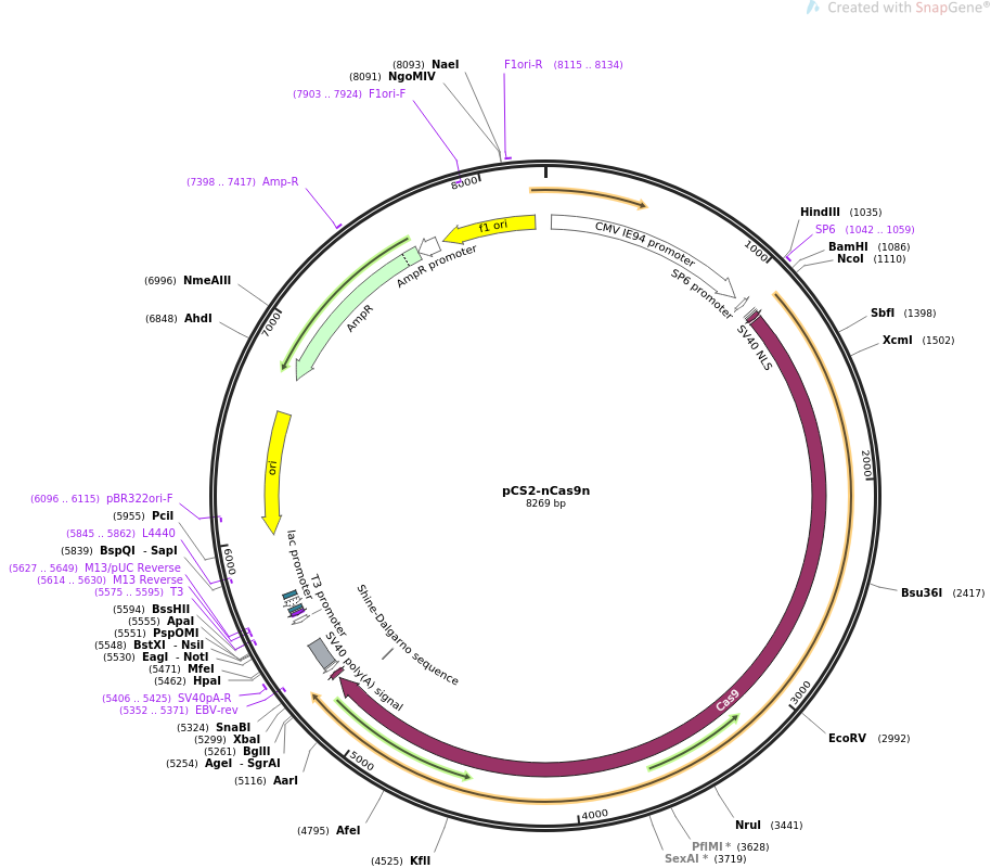 pCS2-nCas9n质粒图谱