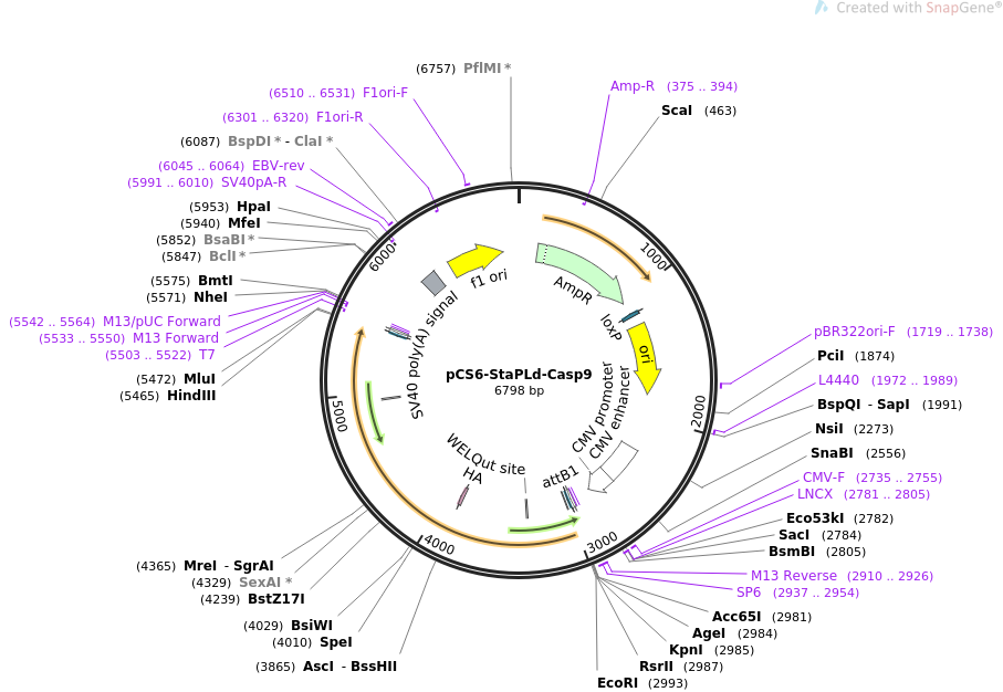 pCS6-StaPLd-Casp9质粒图谱