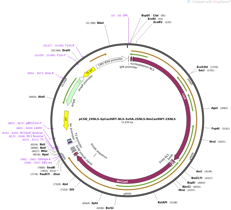 pCSD_2XNLS-SpCas9WT-NLS-3xHA-2XNLS-NmCas9WT-2XNLS质粒图谱