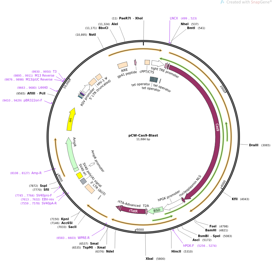 pCW-Cas9-Blast质粒图谱