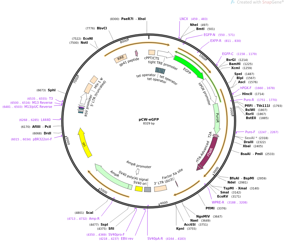 pCW-eGFP载体图谱