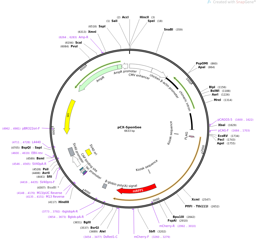 pCX-SponGee载体图谱