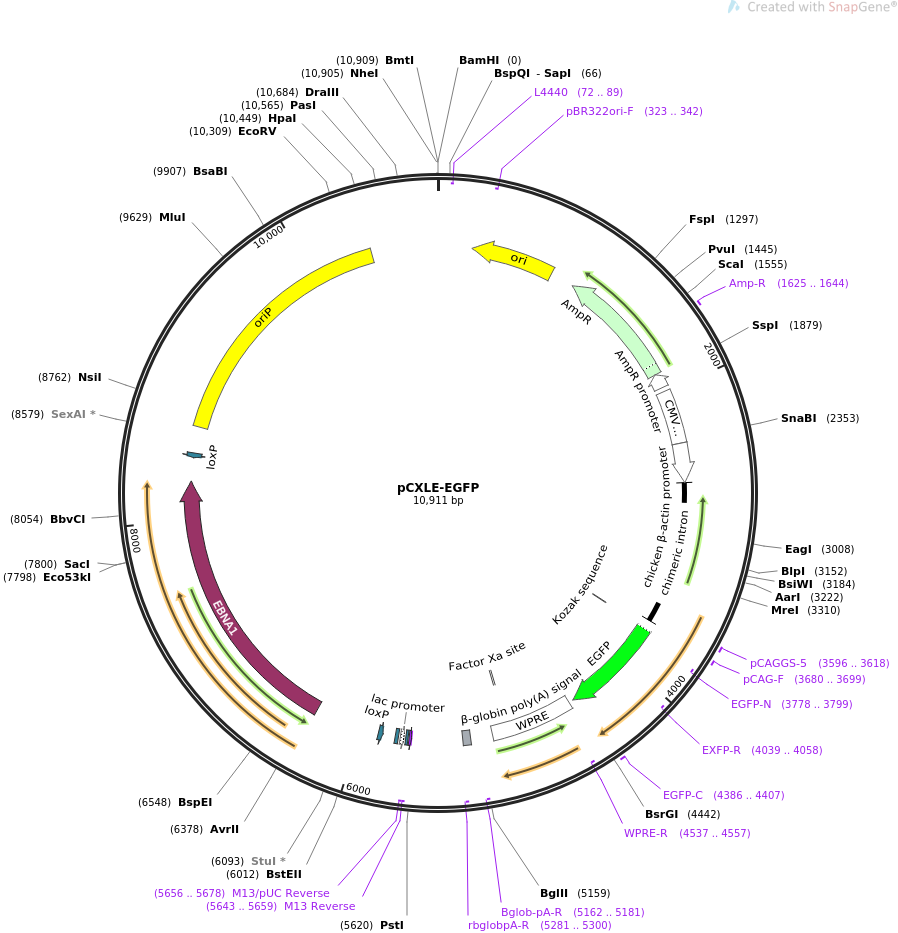 pCXLE-EGFP质粒图谱