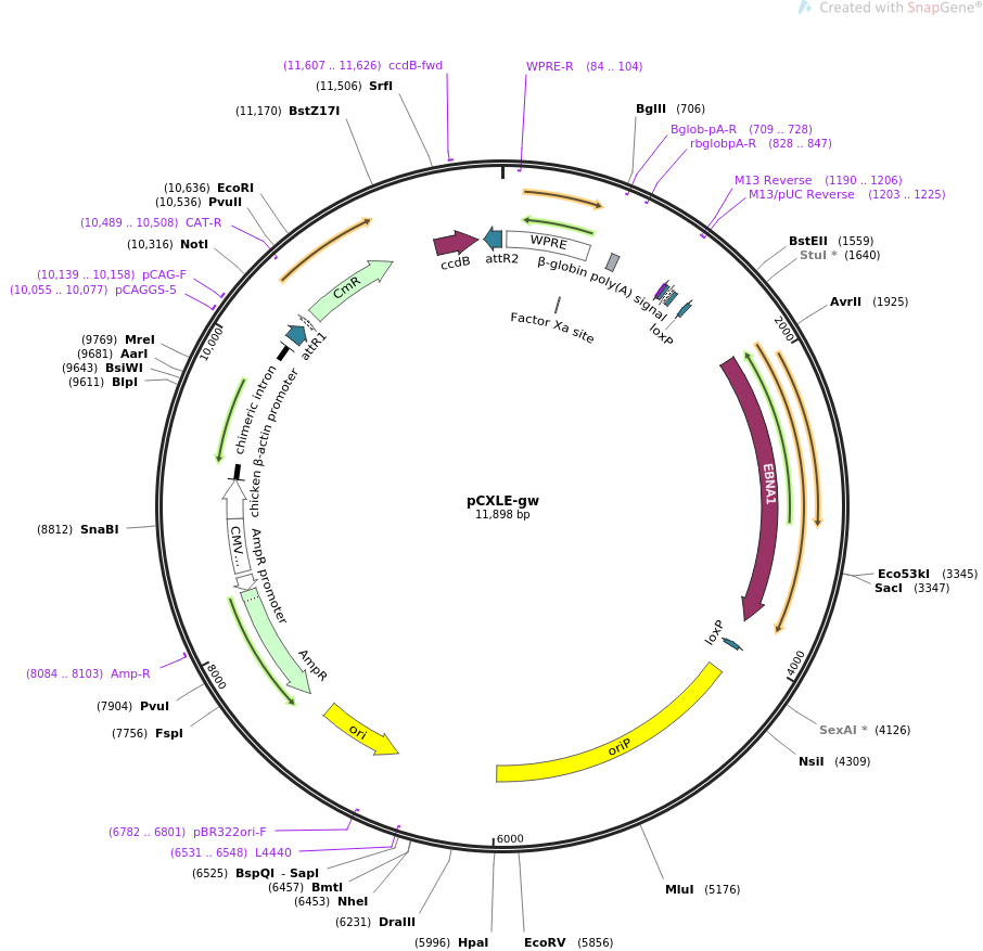 pCXLE-gw质粒图谱
