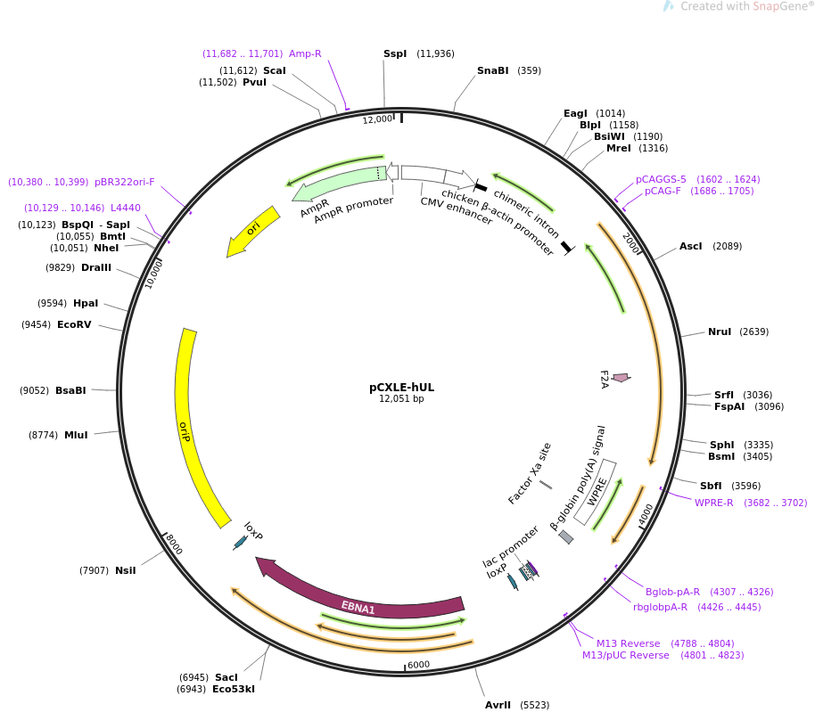 pCXLE-hUL质粒图谱