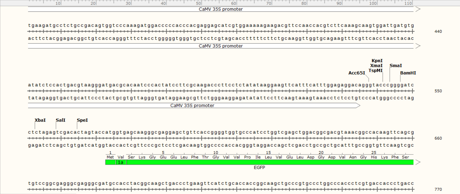 pCambia1300-EGFP载体图谱