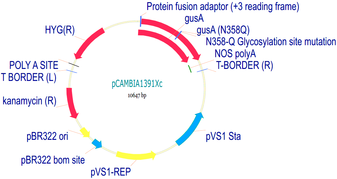pcambia1391xc质粒载体图谱序列抗性价格报价biovector ntcc inc.现货