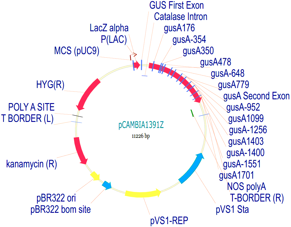 pcambia1391z质粒载体图谱序列抗性价格报价biovector ntcc inc.现货