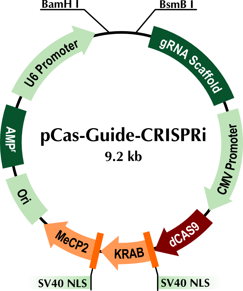 pCas-Guide-CRISPRi载体图谱