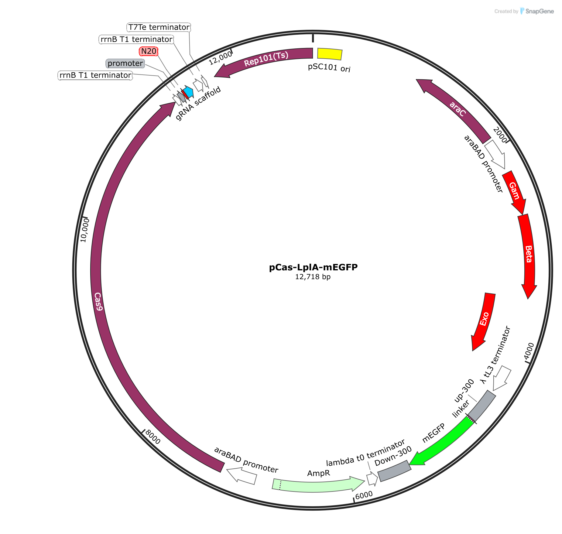 pCas-LplA-mEGFP载体图谱