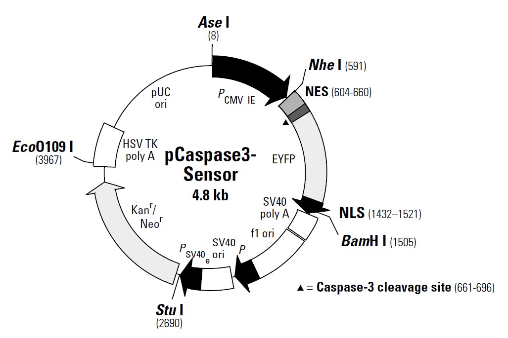 pCaspase3-sensor载体图谱
