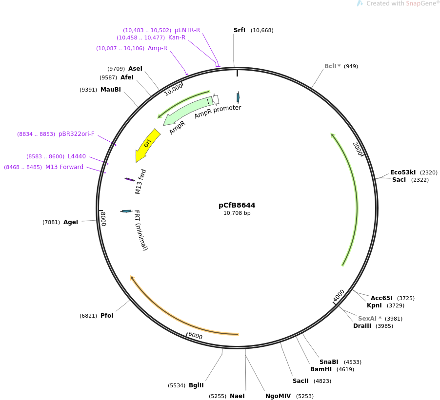pCfB8644WT载体图谱