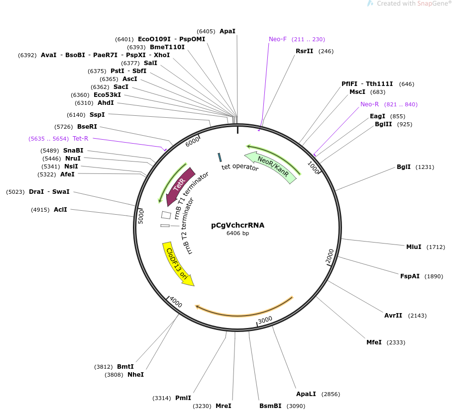 pCgVchcrRNA载体图谱