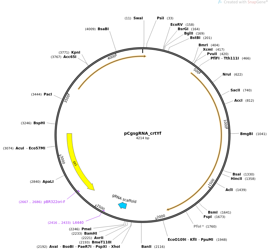 pCgsgRNA_crtYf载体图谱
