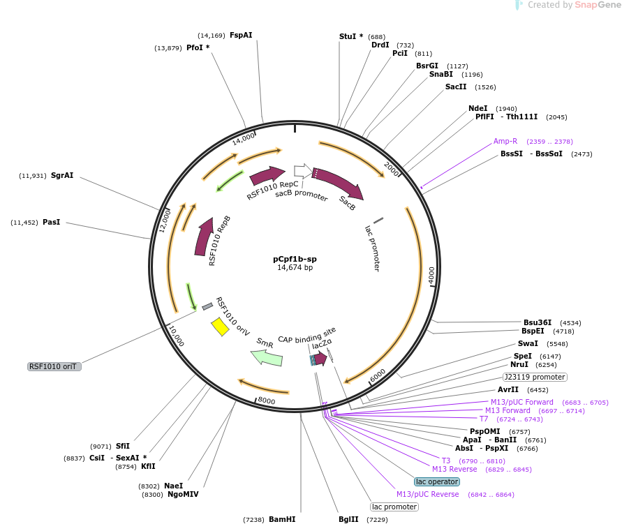 pCpf1b-sp载体图谱