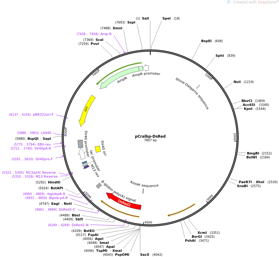 pCralbp-DsRed质粒图谱