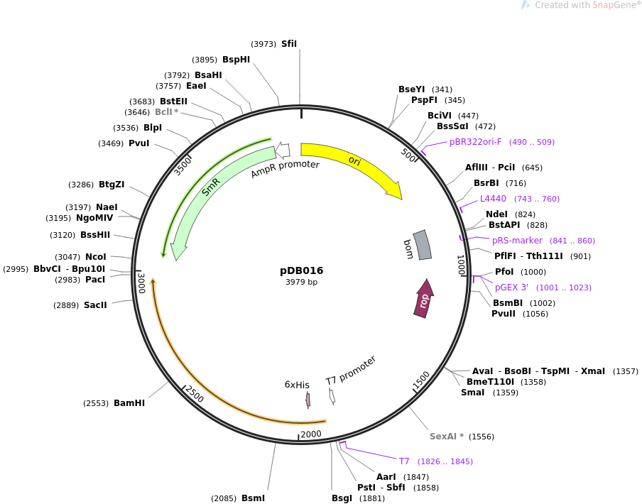 pDB016质粒图谱