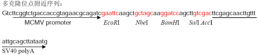 pDC315多克隆位点