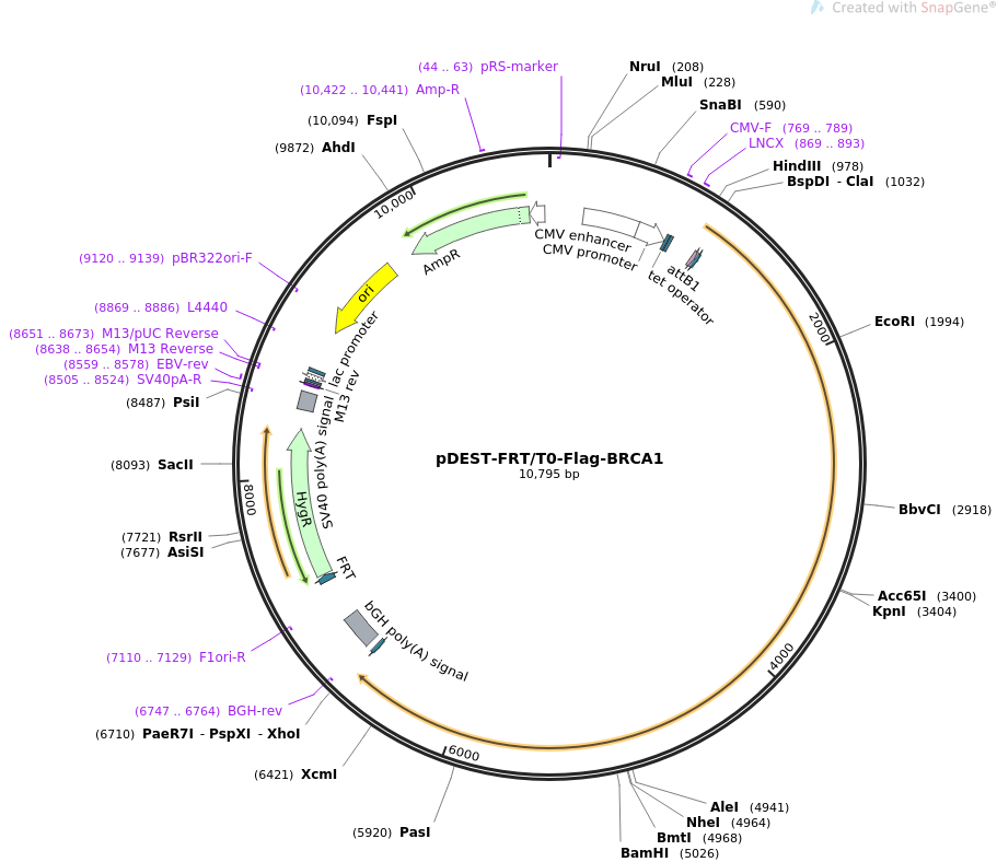 pDEST-FRTT0-Flag-BRCA1质粒图谱