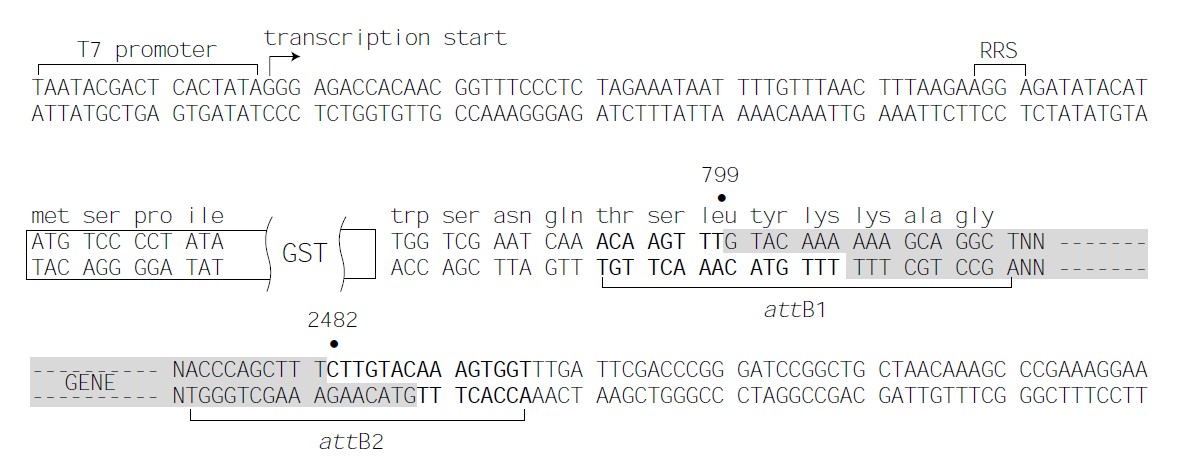 pDEST15载体多克隆位点 点击看大图 pDEST15多克隆位点