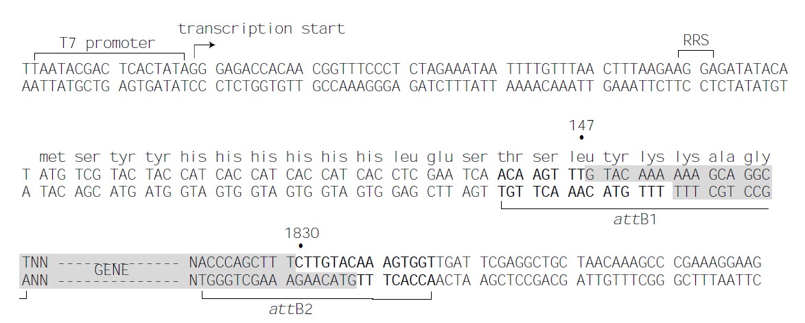pDEST17载体多克隆位点 点击看大图 pDEST17多克隆位点