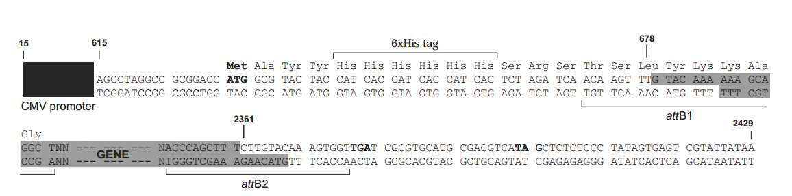 pDEST26载体多克隆位点 点击看大图 pDEST26多克隆位点