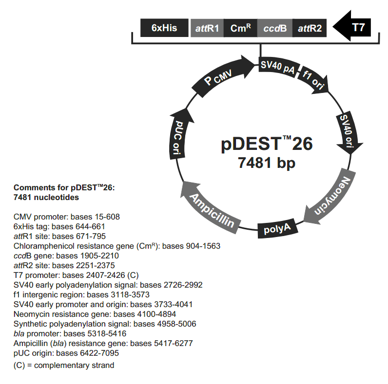 pDEST26载体图谱