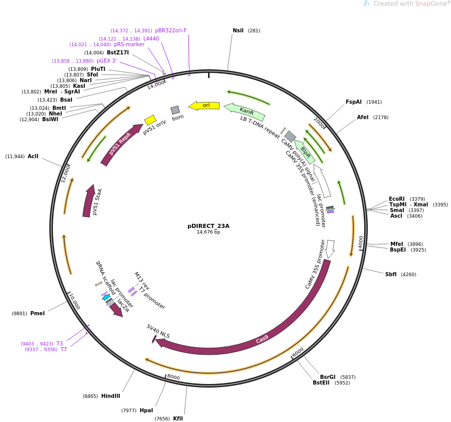 pDIRECT_23A质粒图谱