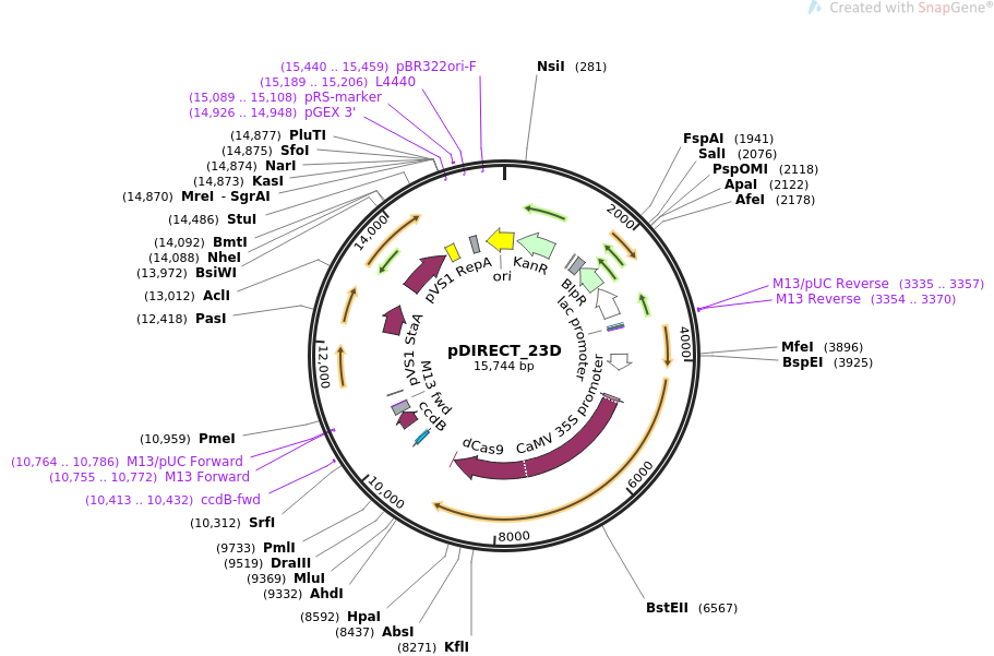 pDIRECT_23D质粒图谱