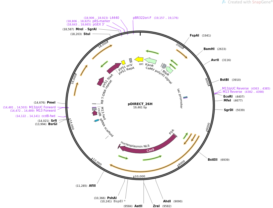 pDIRECT_26H质粒图谱