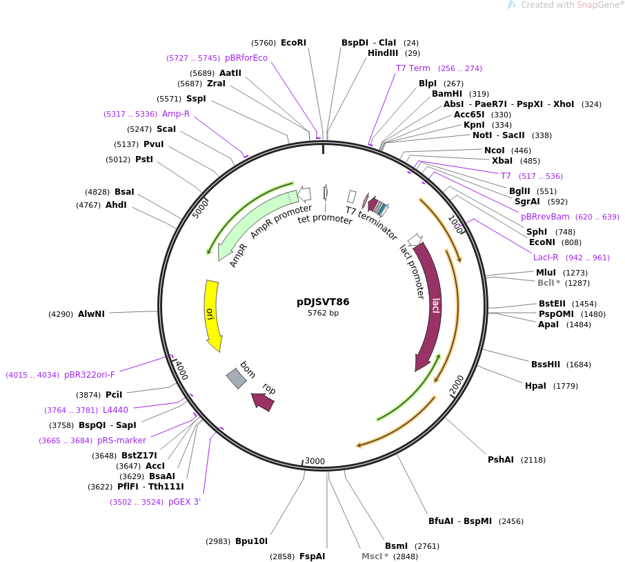 pDJSVT86质粒图谱